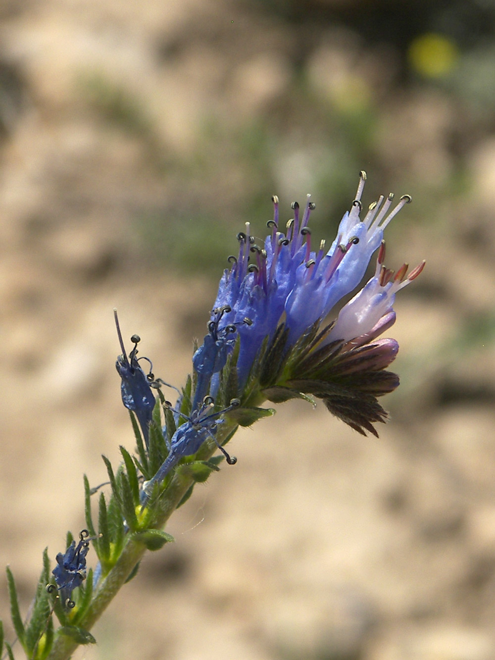 Изображение особи Moltkia caerulea.