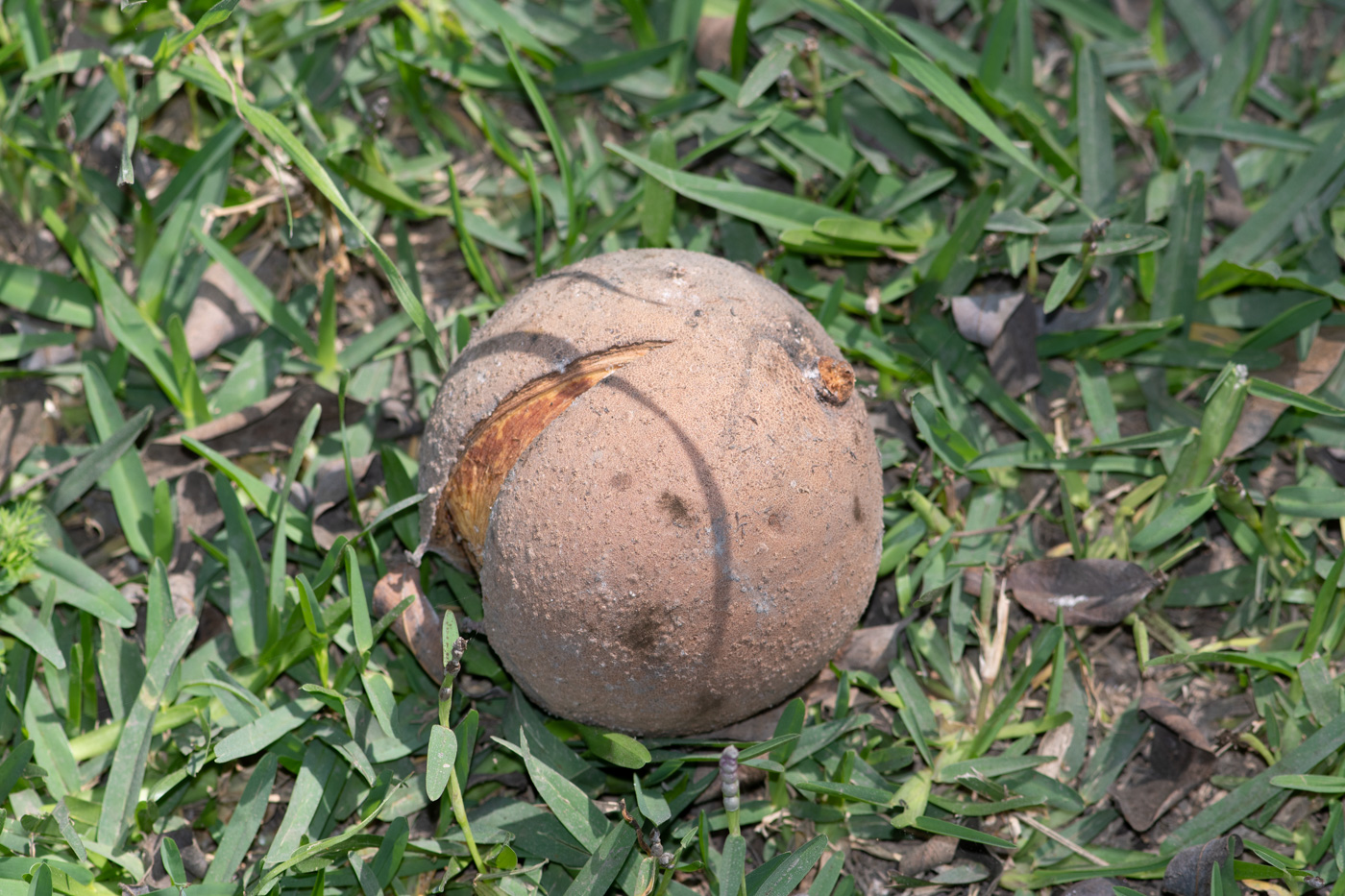 Image of Mammea americana specimen.