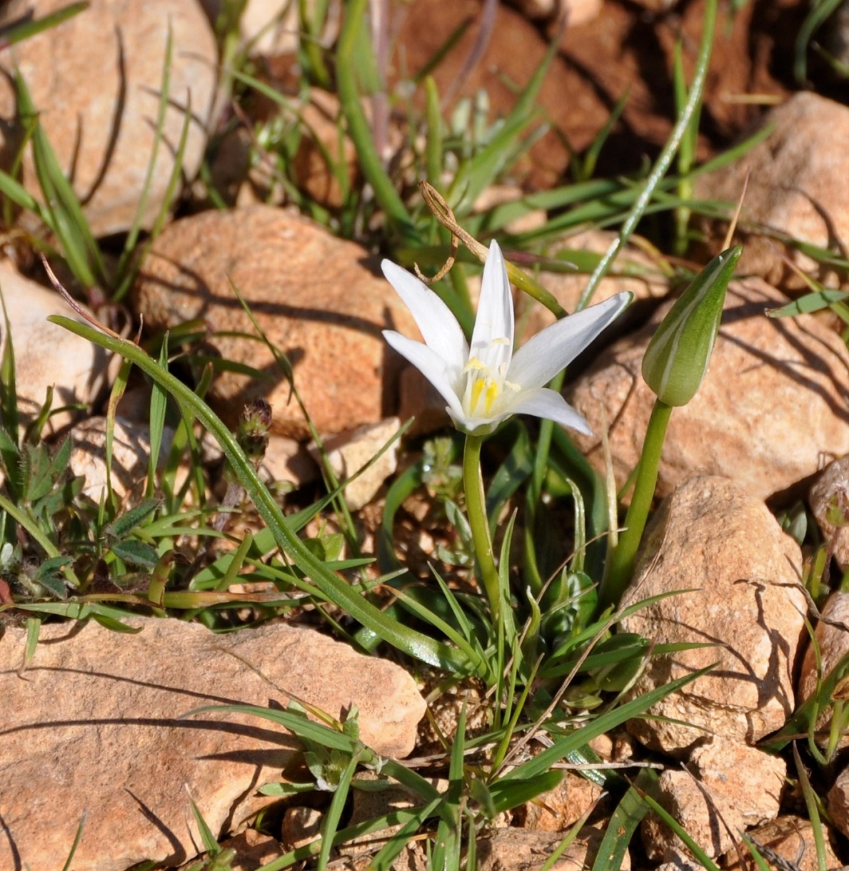 Image of Ornithogalum pedicellare specimen.