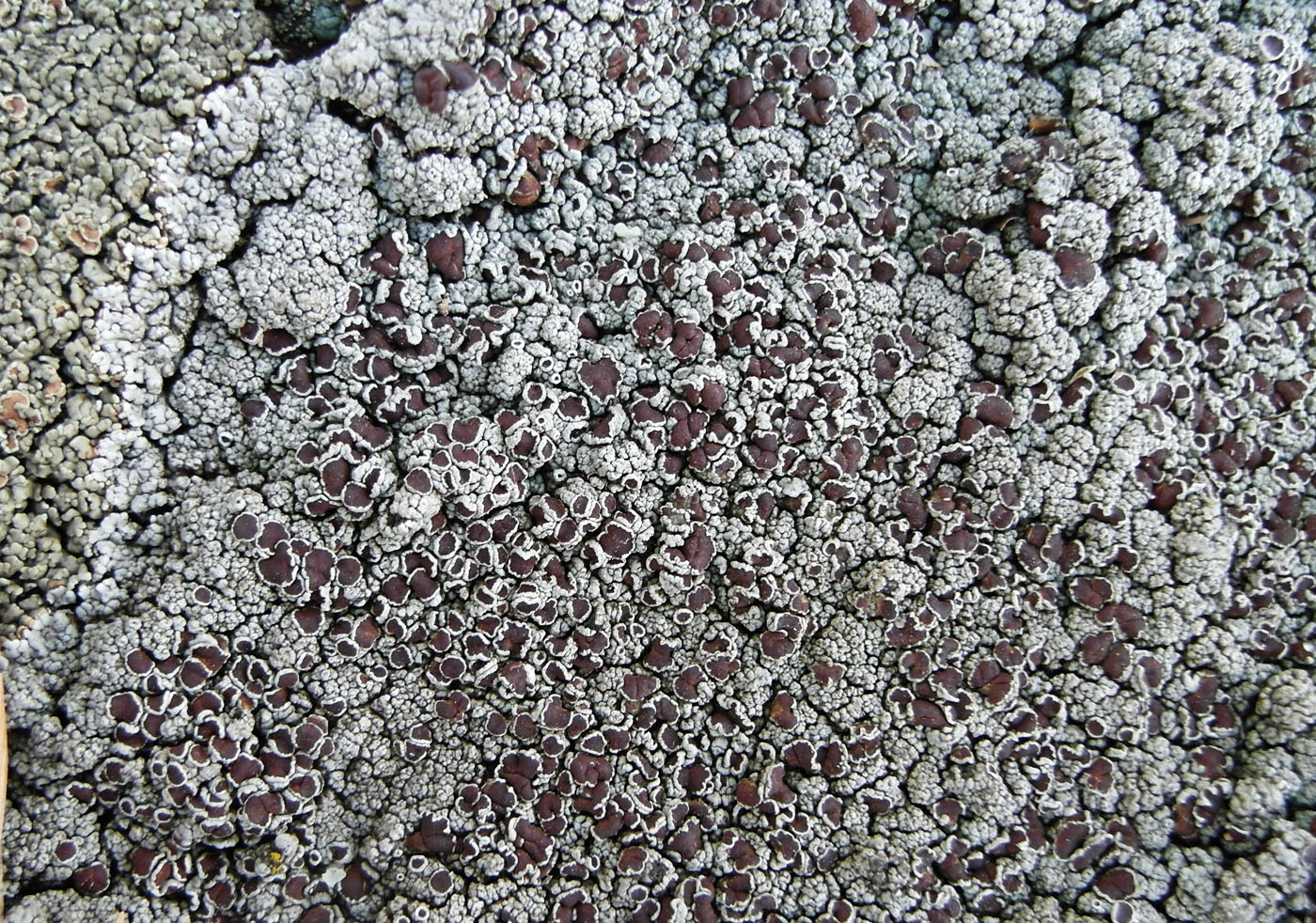 Image of Lecanora argopholis specimen.