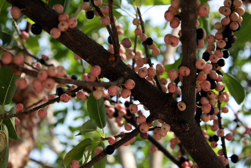 Изображение особи Ficus virens.