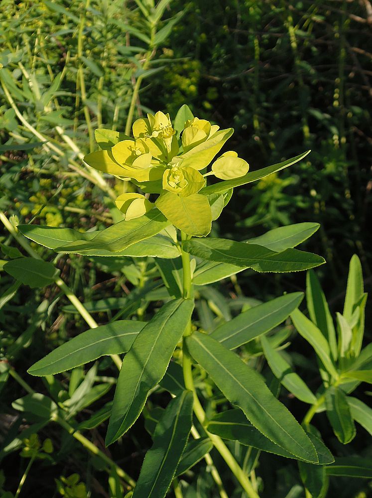 Изображение особи Euphorbia villosa.