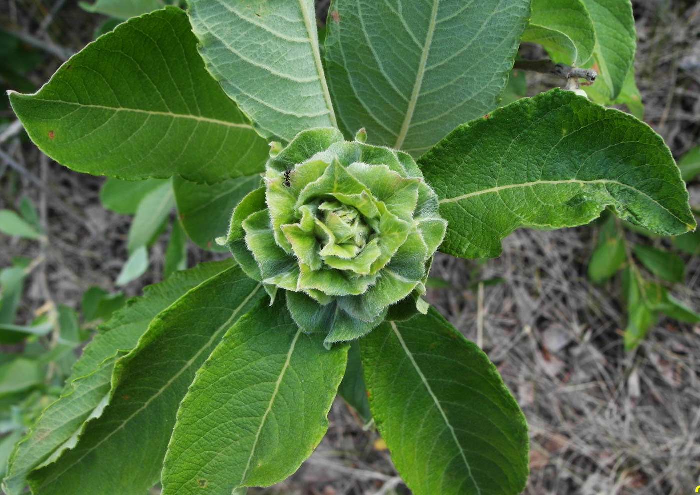 Image of Salix caprea specimen.