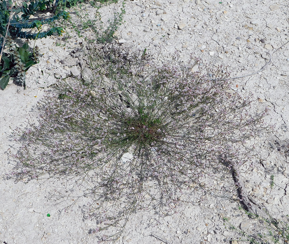 Image of Asperula lipskyana specimen.