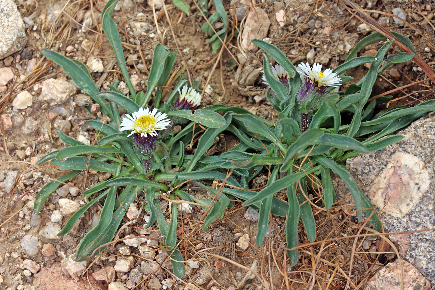 Image of Erigeron pallidus specimen.