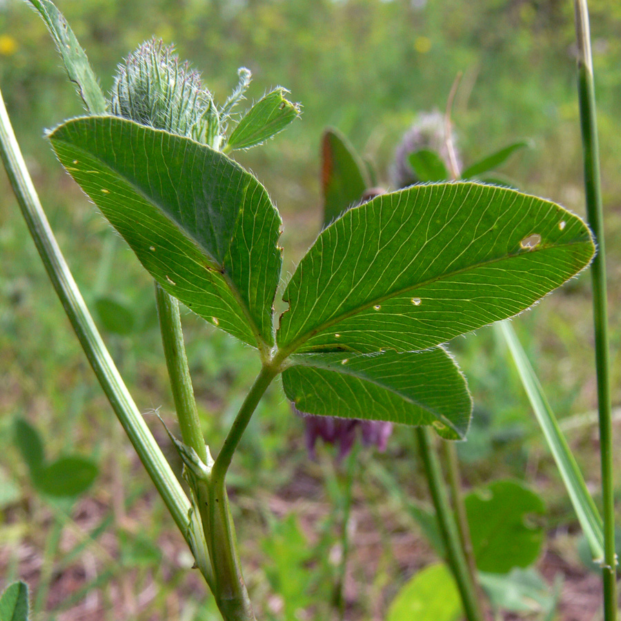 Image of Trifolium pratense specimen.