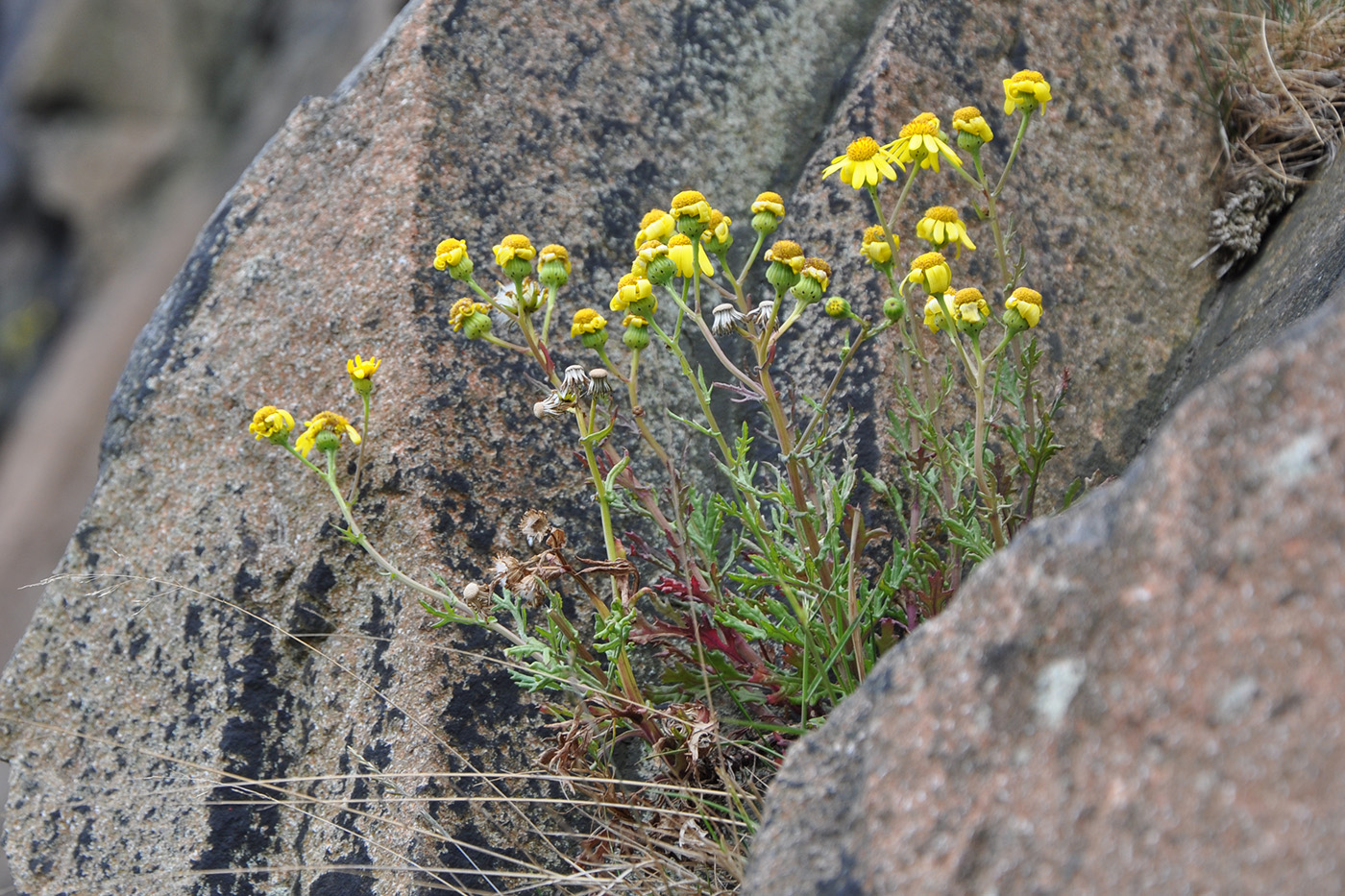 Image of Senecio squalidus specimen.