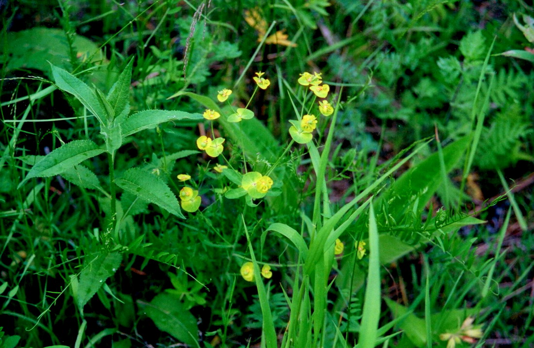 Image of Euphorbia bagyrensis specimen.