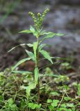 Penthorum chinense