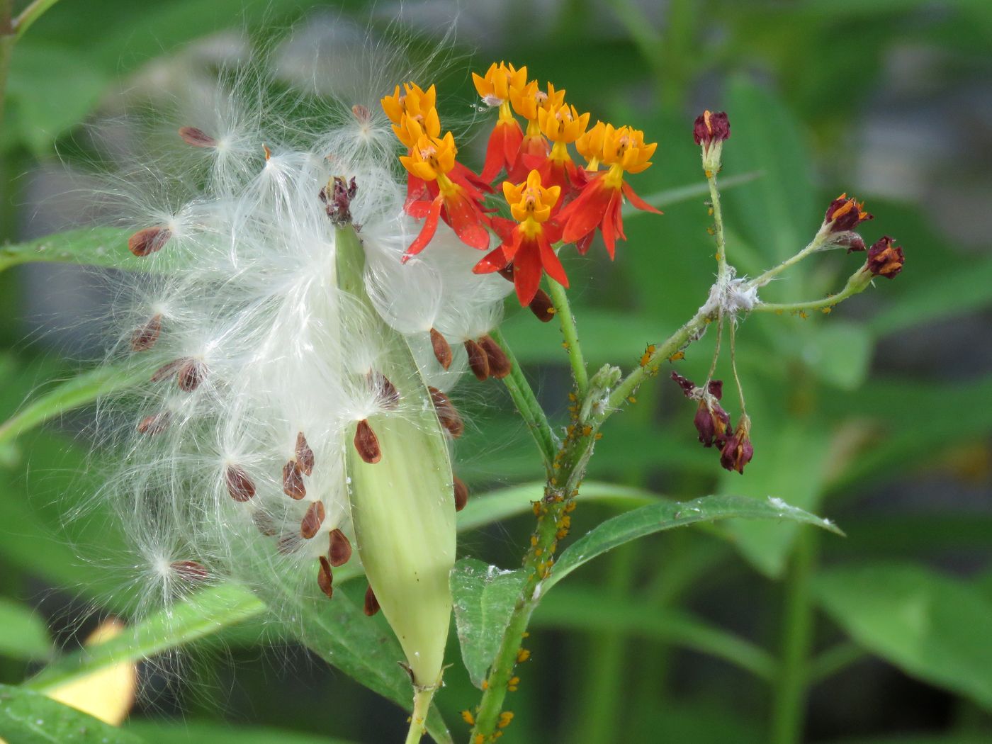 Image of Asclepias curassavica specimen.