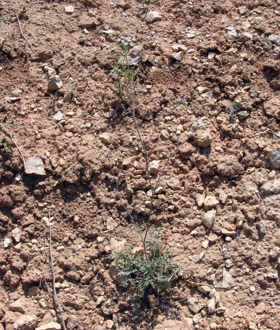 Image of Pimpinella tragium specimen.