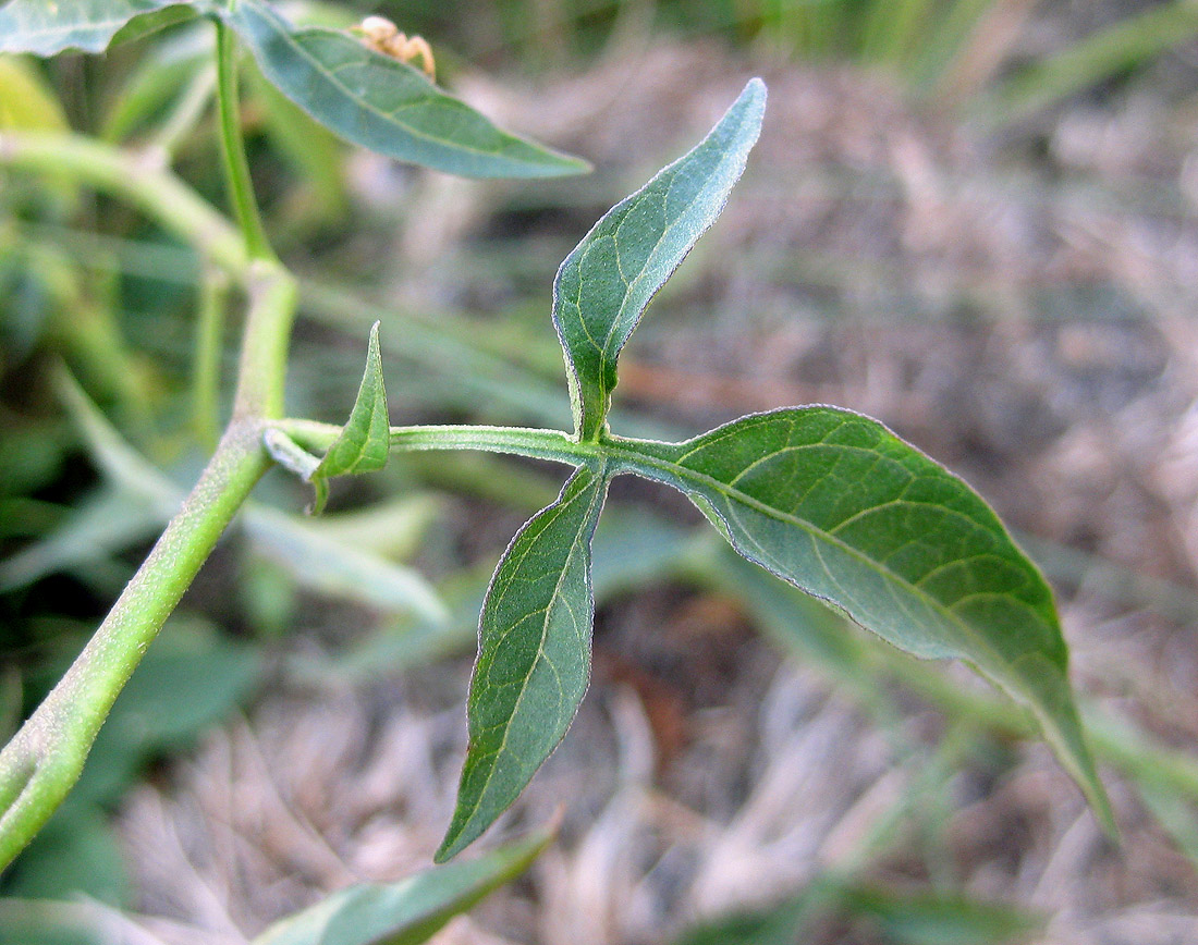 Image of Solanum dulcamara specimen.