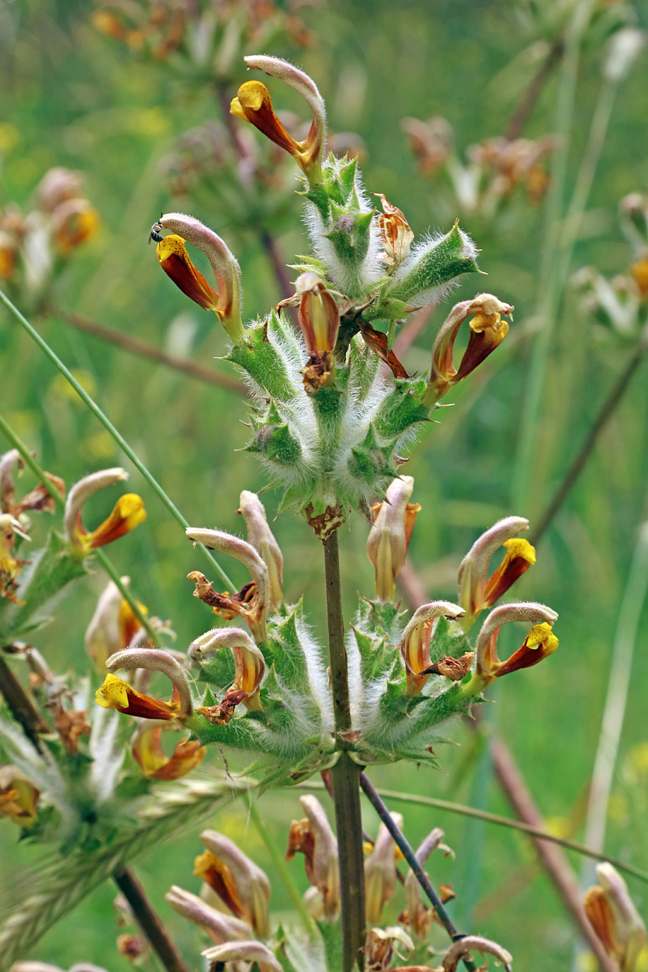 Image of Phlomoides hissarica specimen.