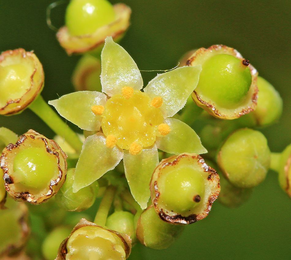 Изображение особи Ampelopsis japonica.