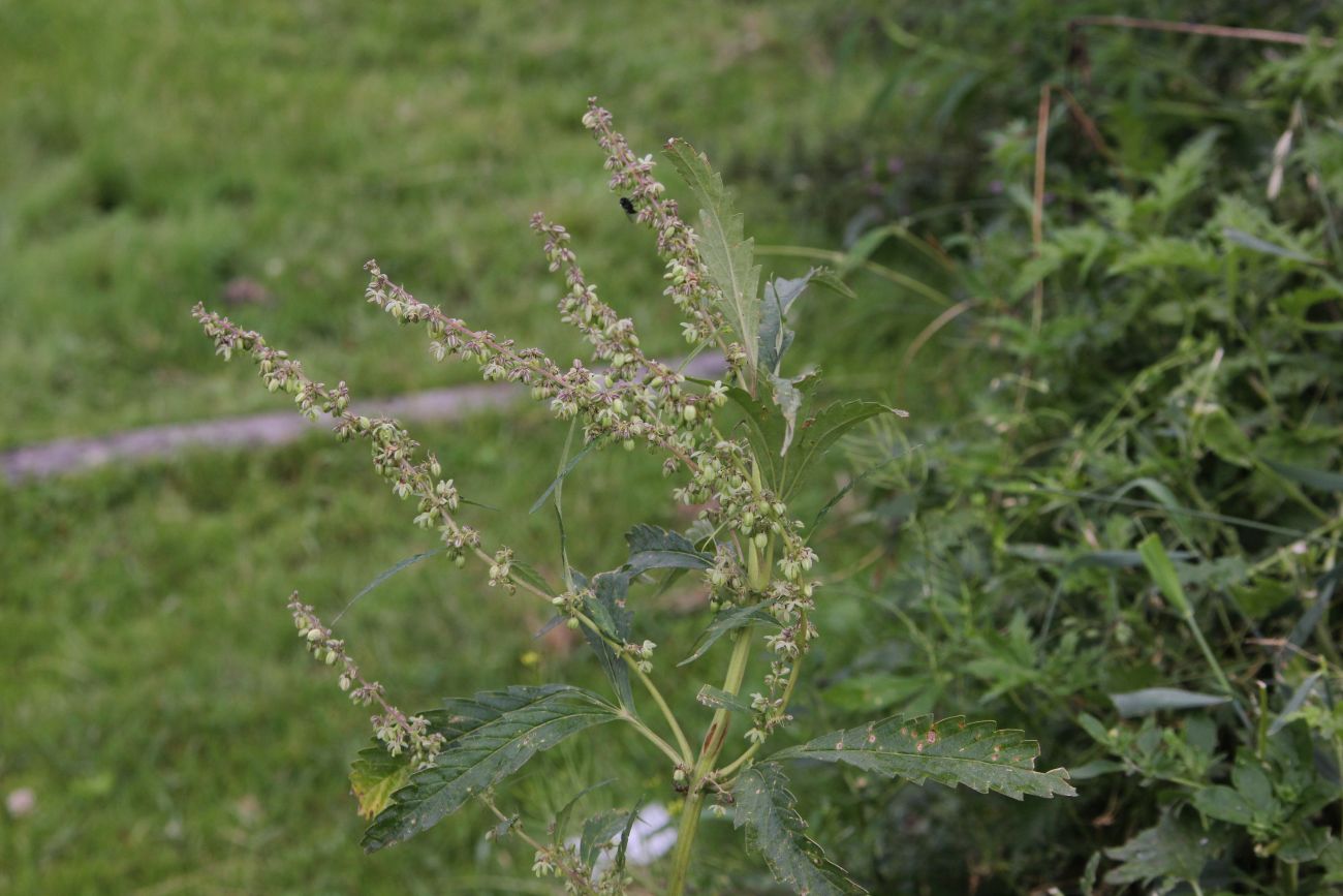 Image of Cannabis sativa var. spontanea specimen.