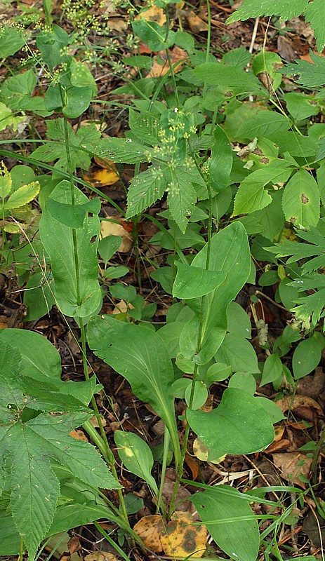 Image of Bupleurum longiradiatum specimen.