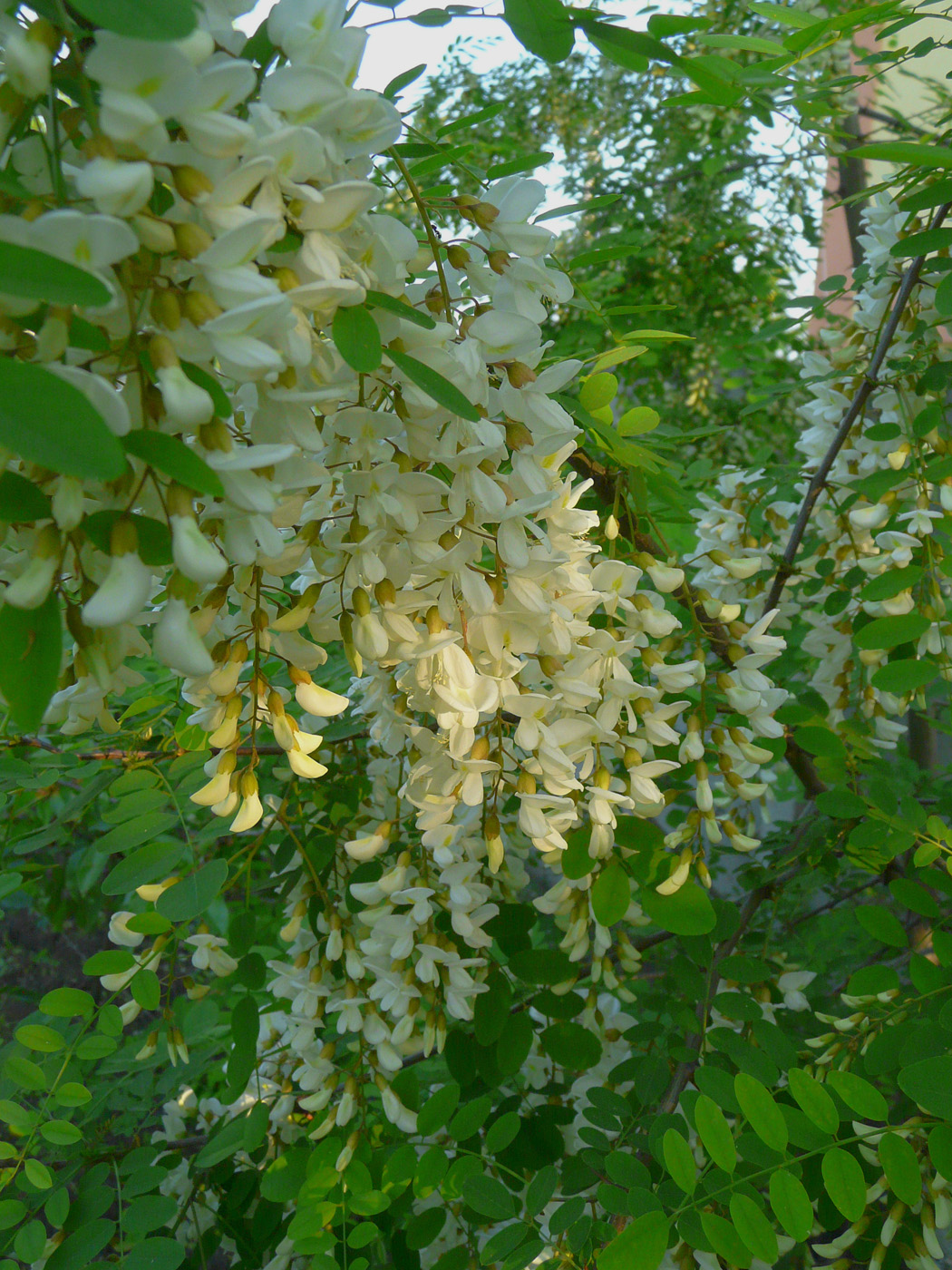 Image of Robinia pseudoacacia specimen.