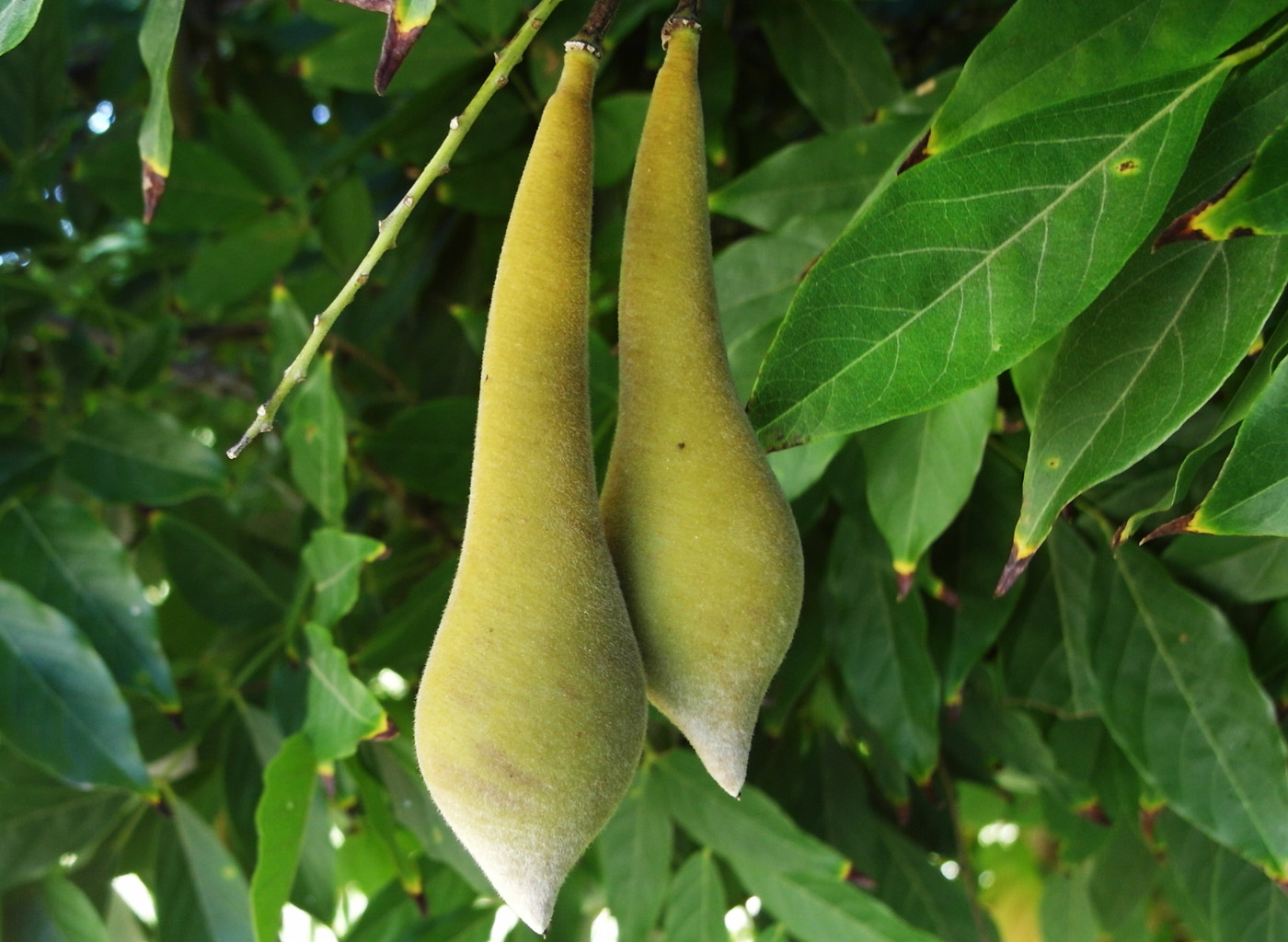 Image of Wisteria sinensis specimen.