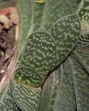 Gasteria obliqua. Листья на верхушке растения. Израиль, Шарон, г. Тель-Авив, ботанический сад университета. 13.05.2018.