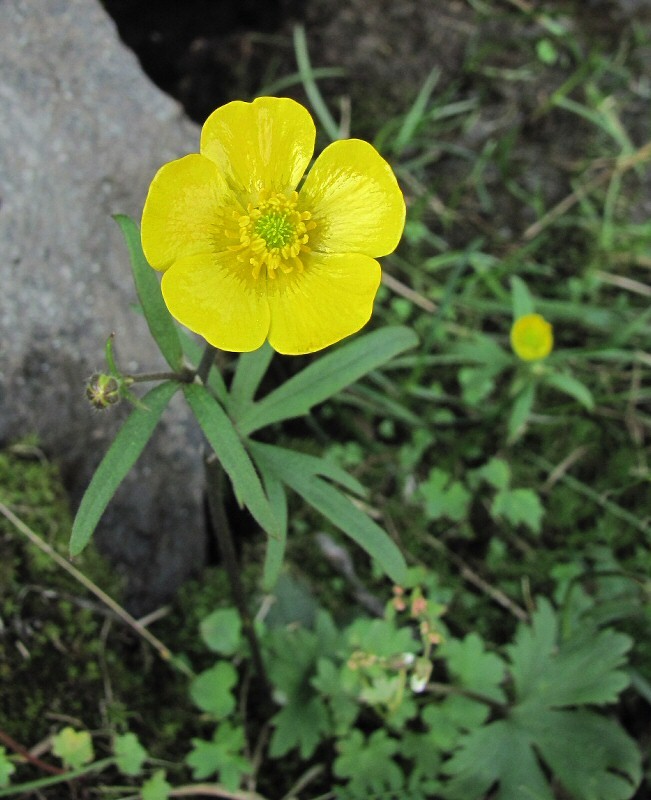 Image of Ranunculus propinquus specimen.