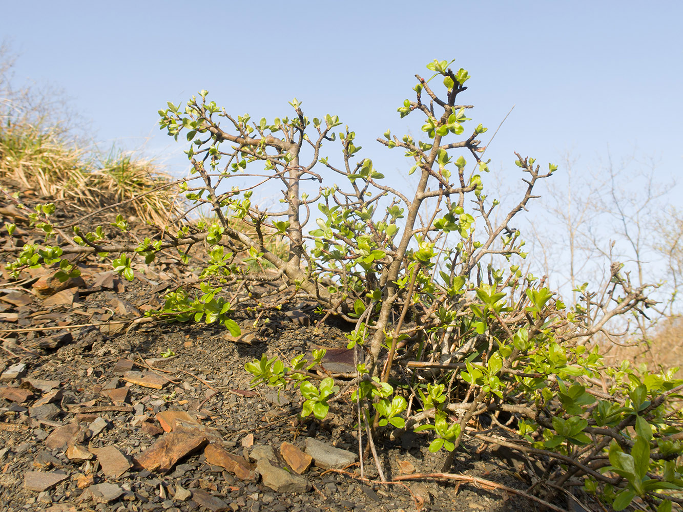 Image of Cotoneaster suavis specimen.