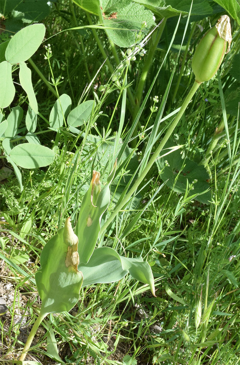 Image of Tulipa ingens specimen.