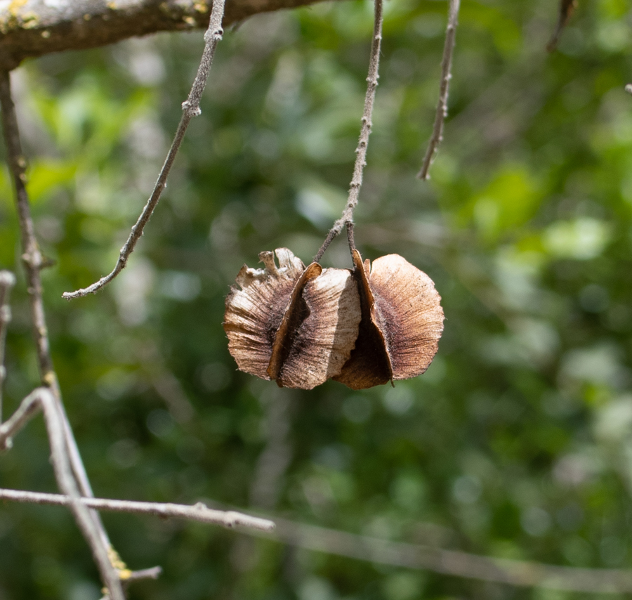 Image of Combretum molle specimen.