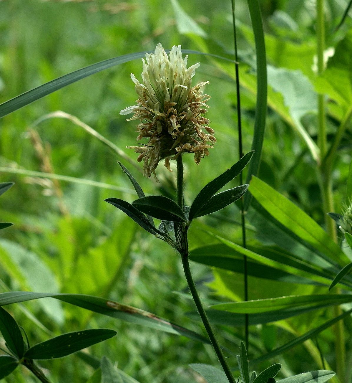 Изображение особи Trifolium trichocephalum.