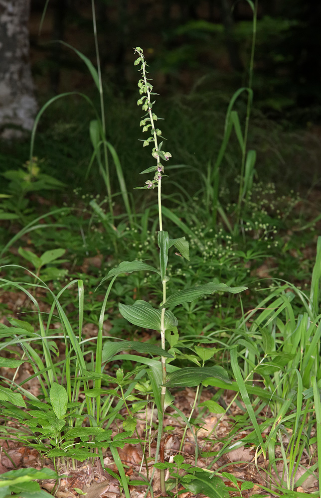 Image of Epipactis helleborine specimen.