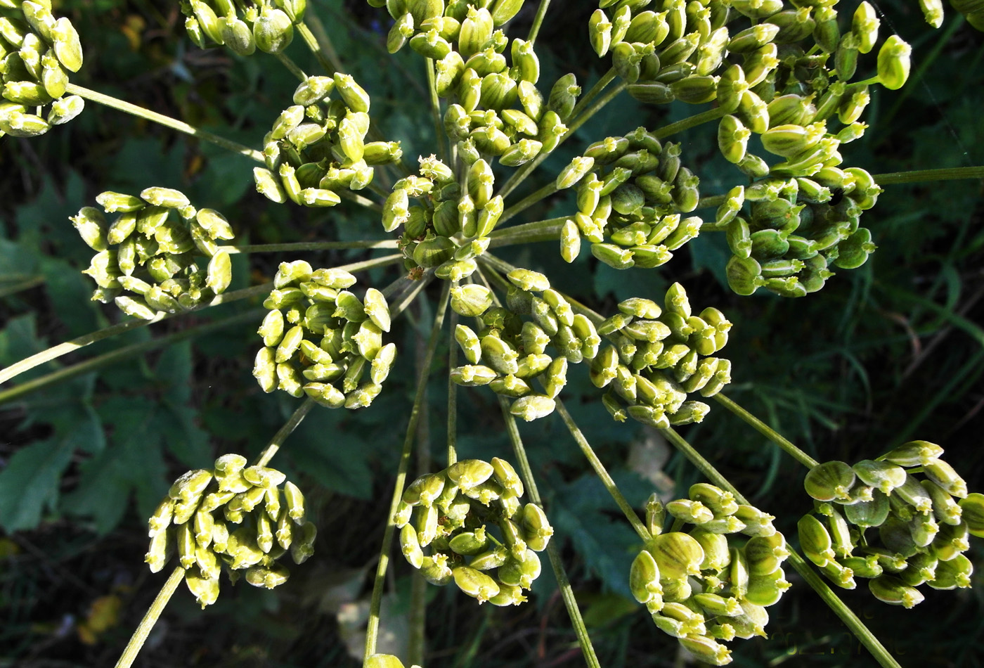 Изображение особи Heracleum sibiricum.