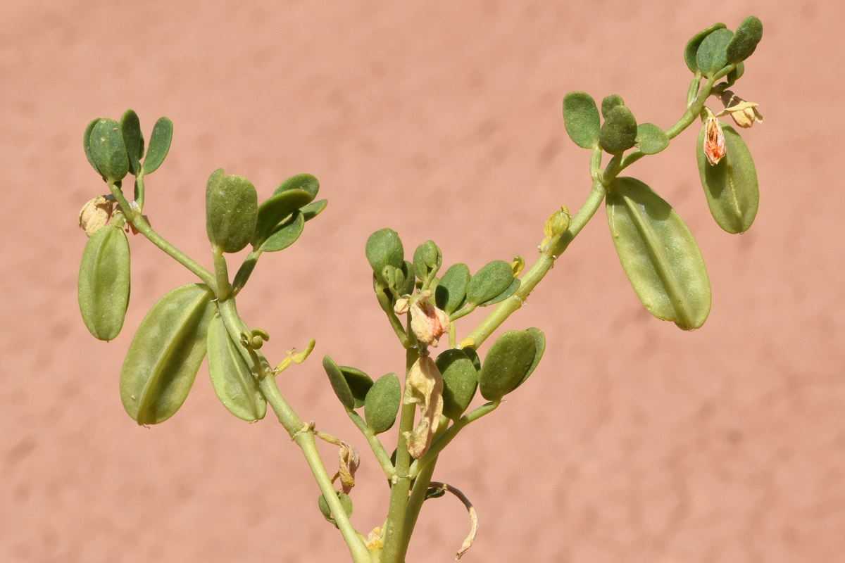 Image of Zygophyllum lehmannianum specimen.