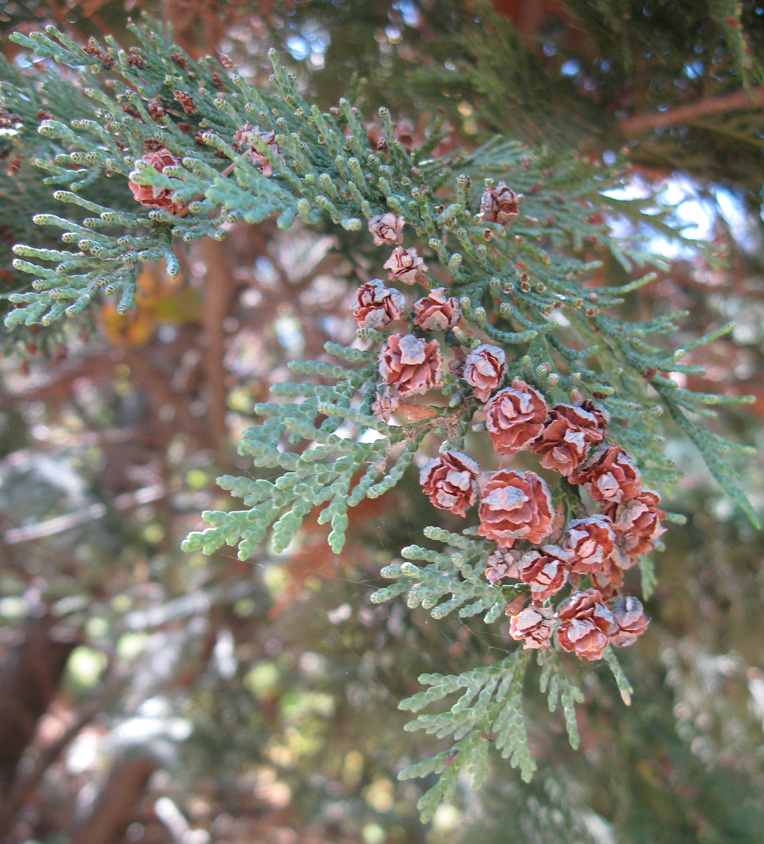 Image of Chamaecyparis lawsoniana specimen.