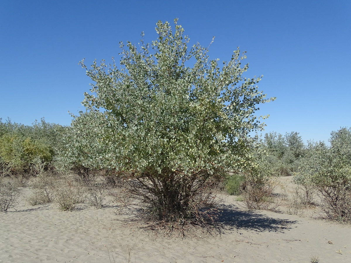 Изображение особи Populus pruinosa.