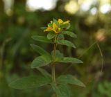 Lysimachia vulgaris. Верхушка цветущего растения. Республика Адыгея, окр. пещеры Порошковая, широколиственный лес. 29 июля 2022 г.