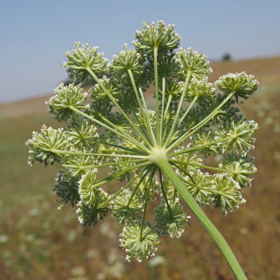 Изображение особи Seseli annuum.