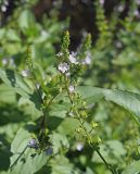 Veronica anagallis-aquatica