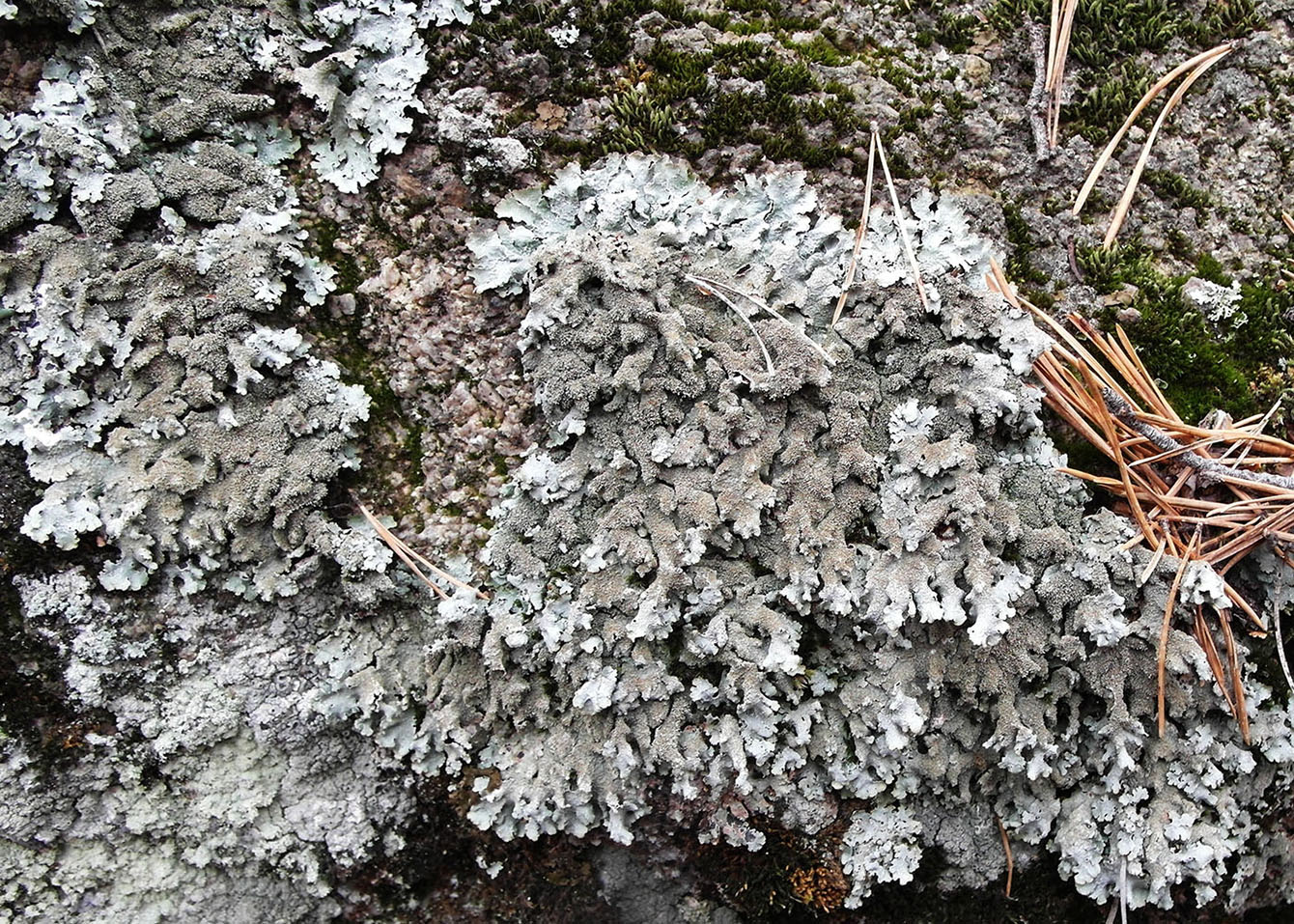 Изображение особи Parmelia saxatilis.