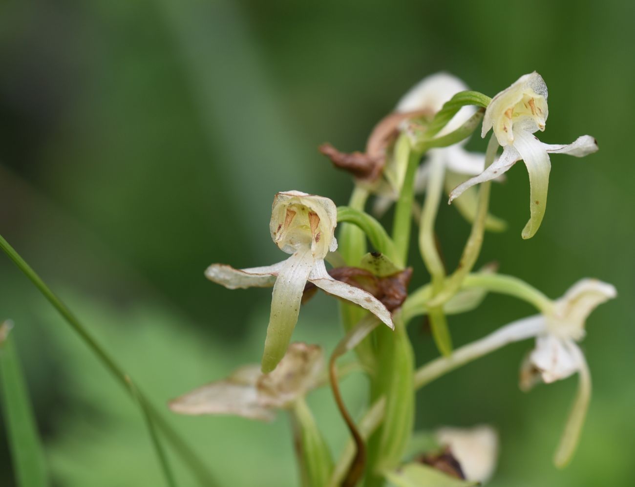 Изображение особи Platanthera chlorantha.