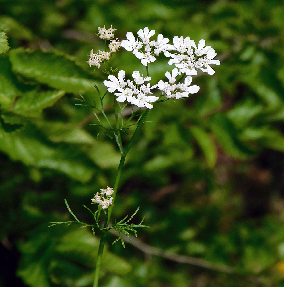 Image of Coriandrum sativum specimen.