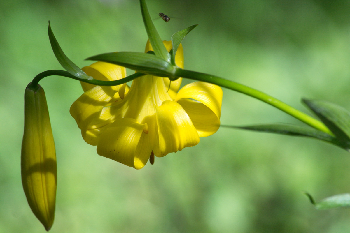 Image of genus Lilium specimen.