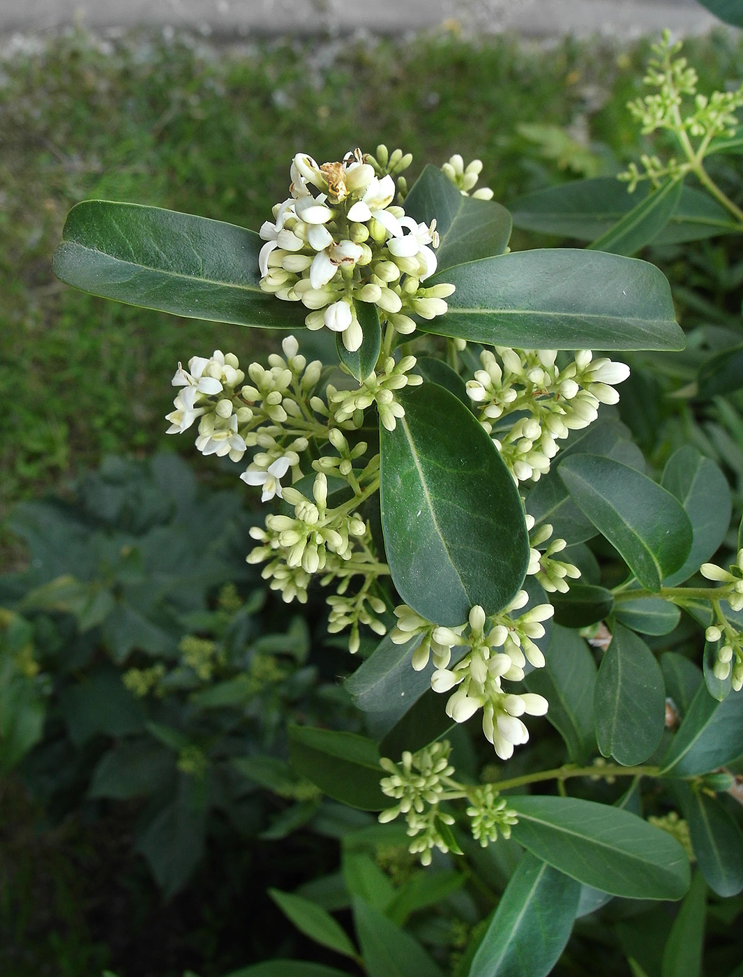 Image of Ligustrum vulgare specimen.