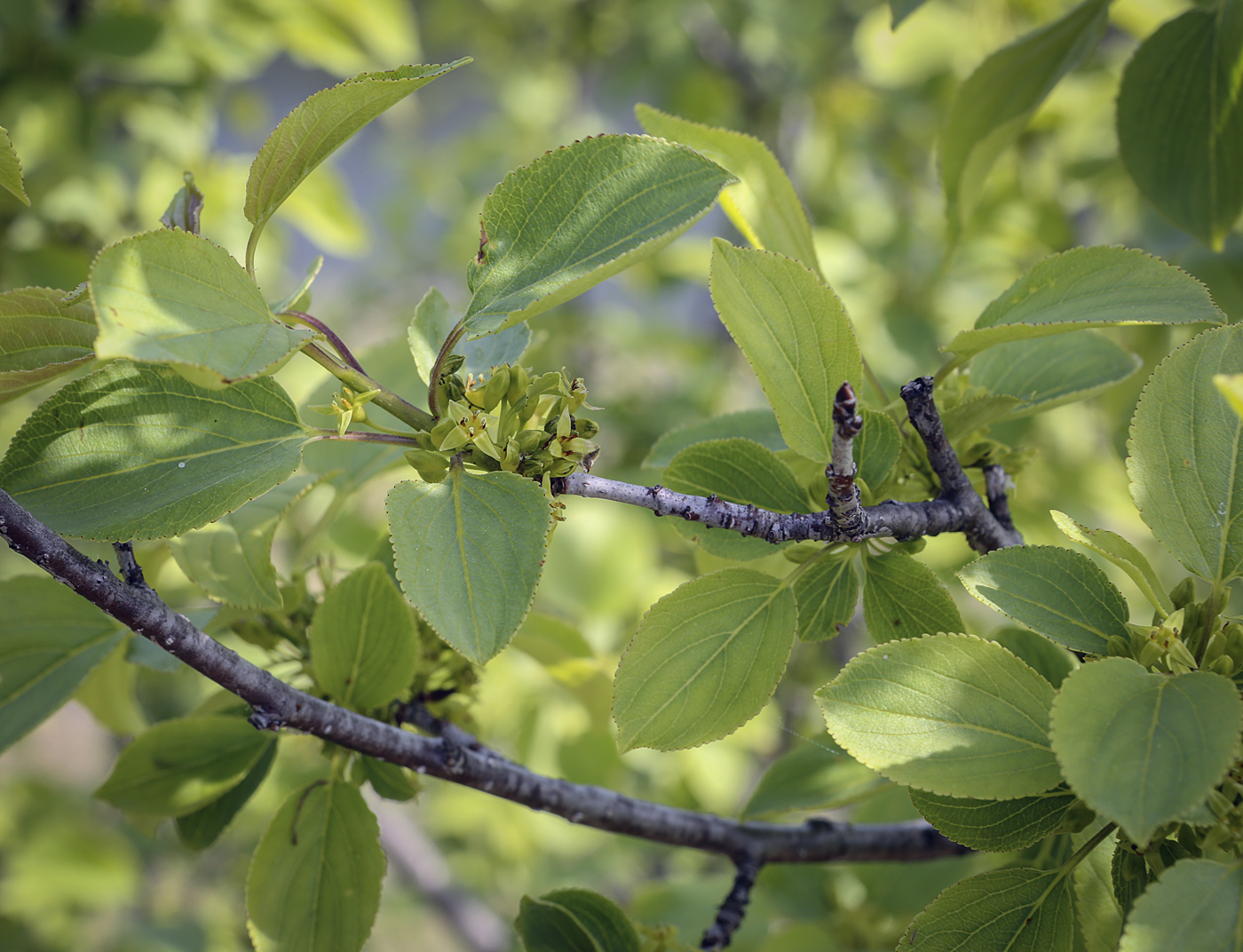 Image of Rhamnus cathartica specimen.