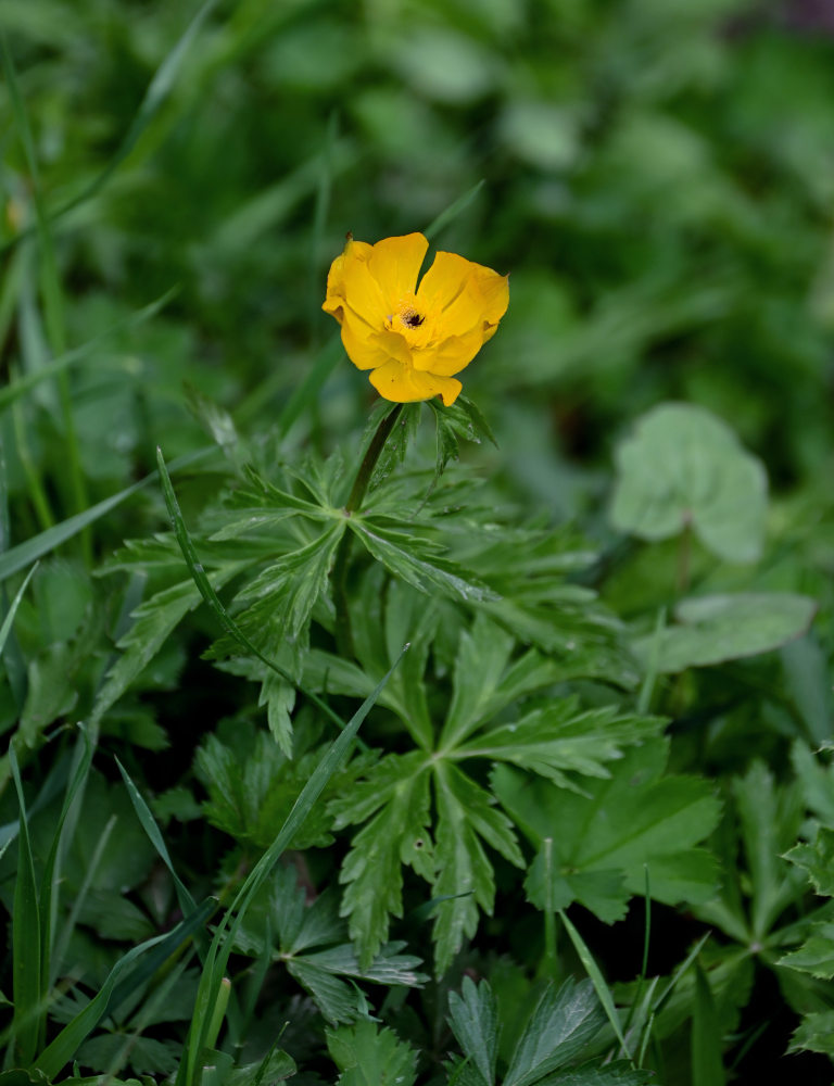 Изображение особи Trollius altaicus.