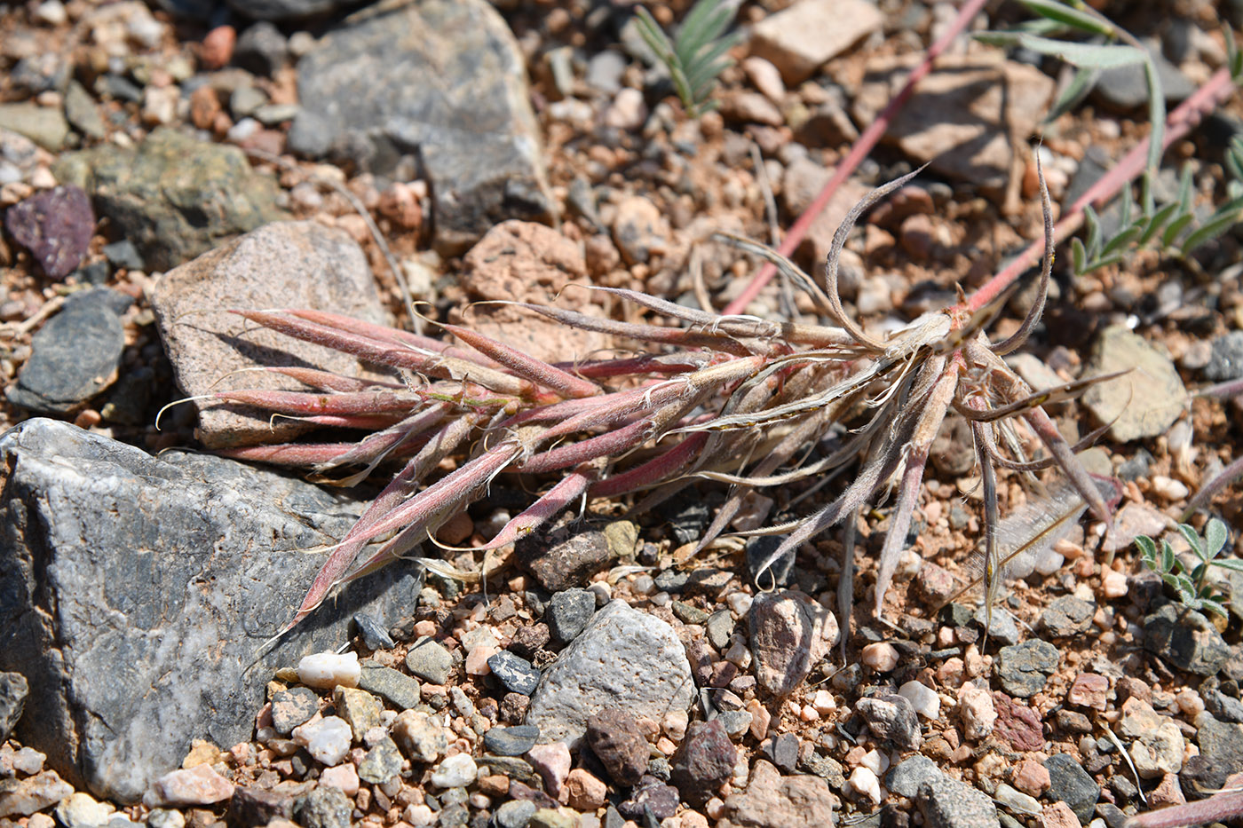 Image of genus Astragalus specimen.