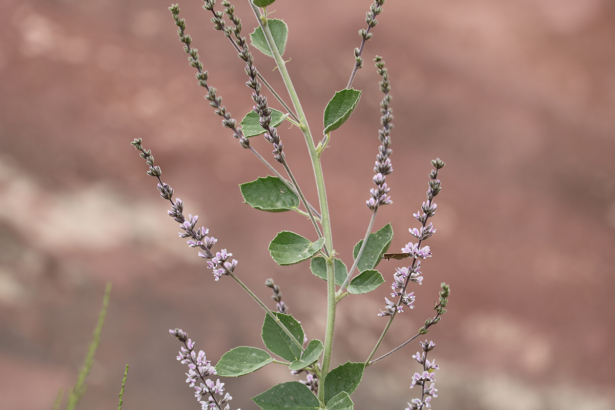 Image of Psoralea drupacea specimen.