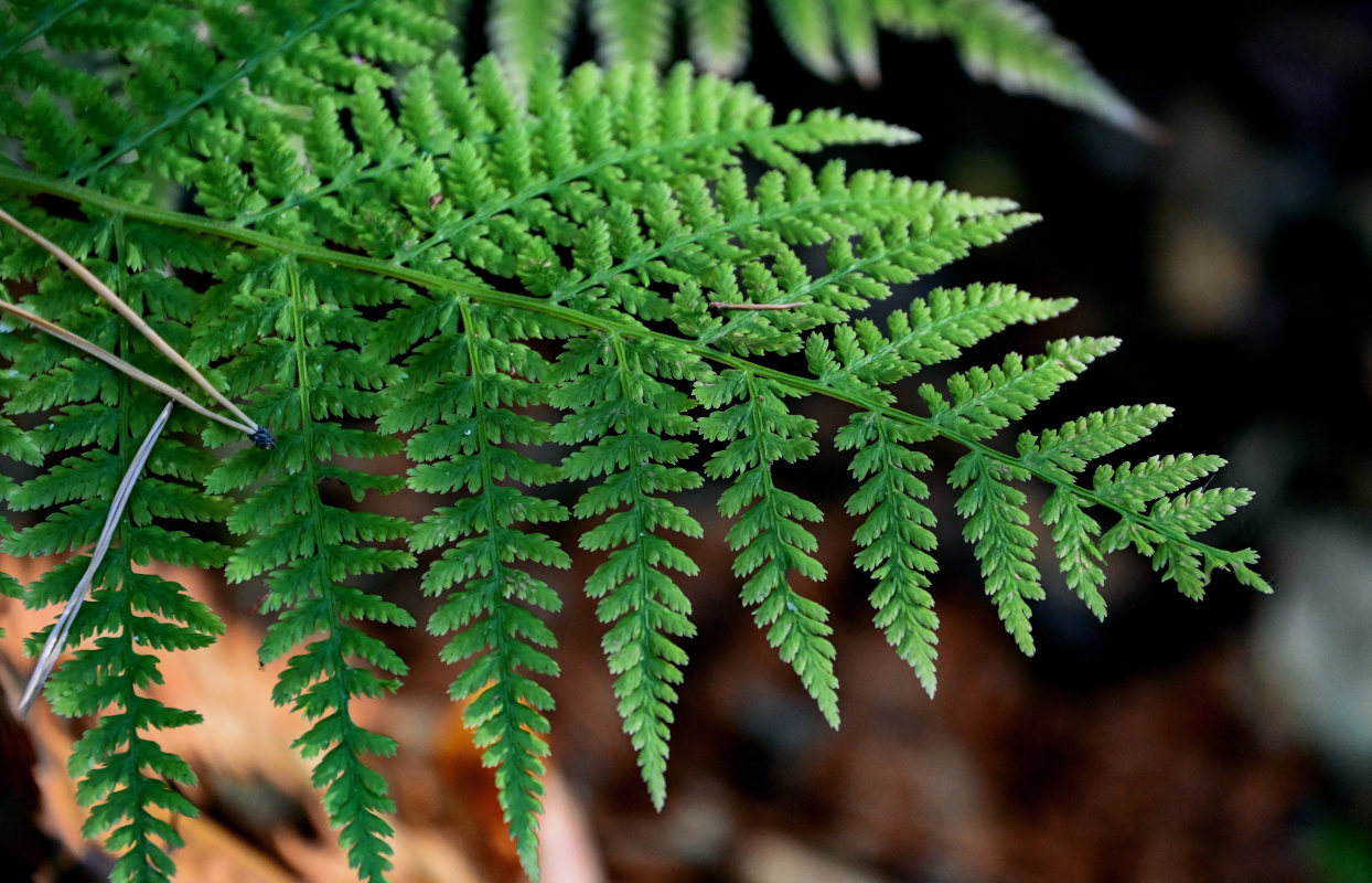 Image of Athyrium filix-femina specimen.