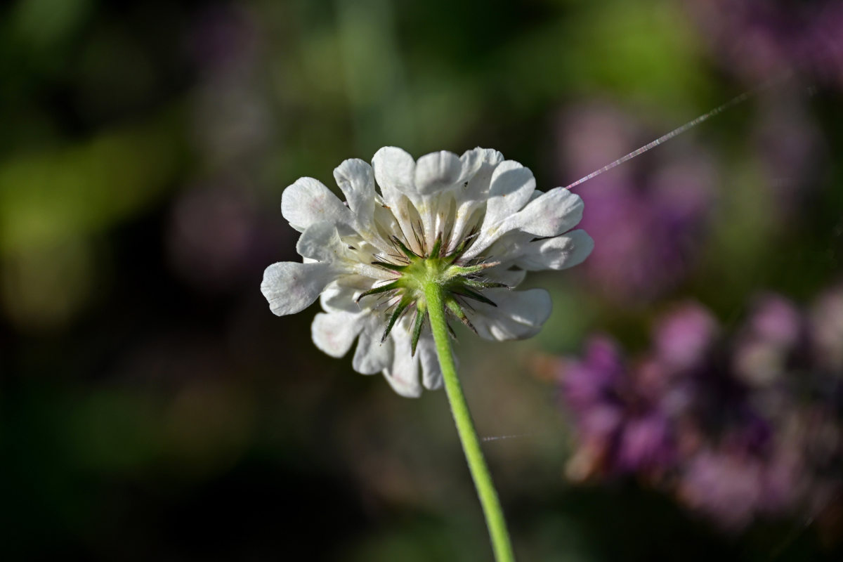 Image of Scabiosa ochroleuca specimen.