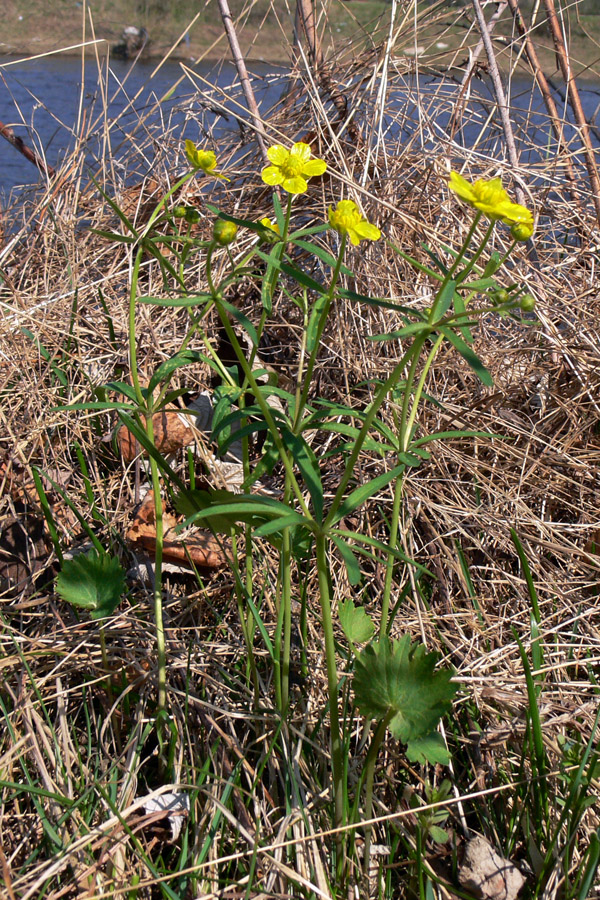 Image of Ranunculus monophyllus specimen.