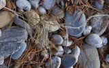 Lycopodium annotinum