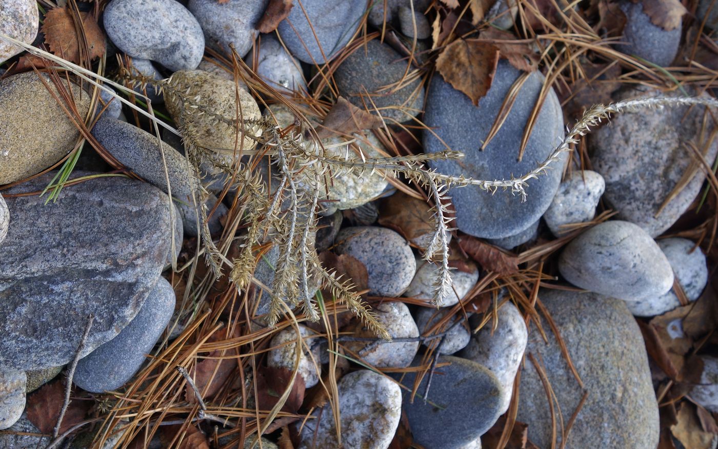 Image of Lycopodium annotinum specimen.